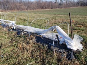 Wind damage of low tunnels.