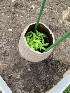 tom planting