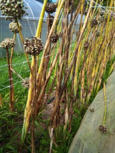 Purple blotch filled onion plants.