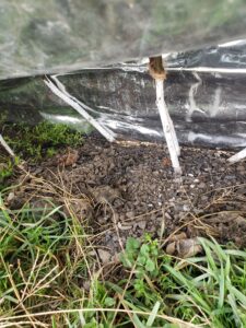 Small (vole) nibble on unprotected section of fig trunk where paint didn't reach.