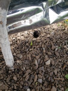 Shallow vole hole.
