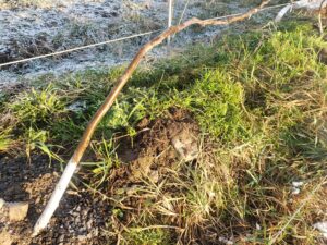 Trunk paint vole protection post winter 2023. 
