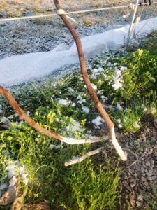 Trunk paint vole protection post winter 2023. 