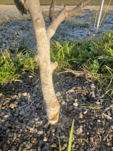 Trunk paint vole protection post winter 2023. 