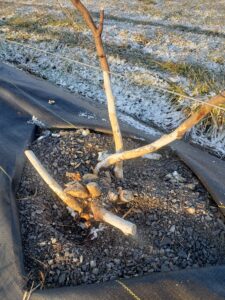 Trunk paint vole protection post winter 2023. 