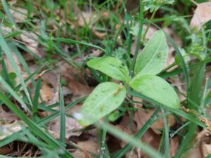 Sunflower seedling in Circle #1, April 29, 2023