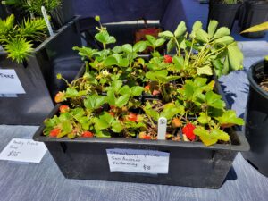 Snow Hill Farmers Market