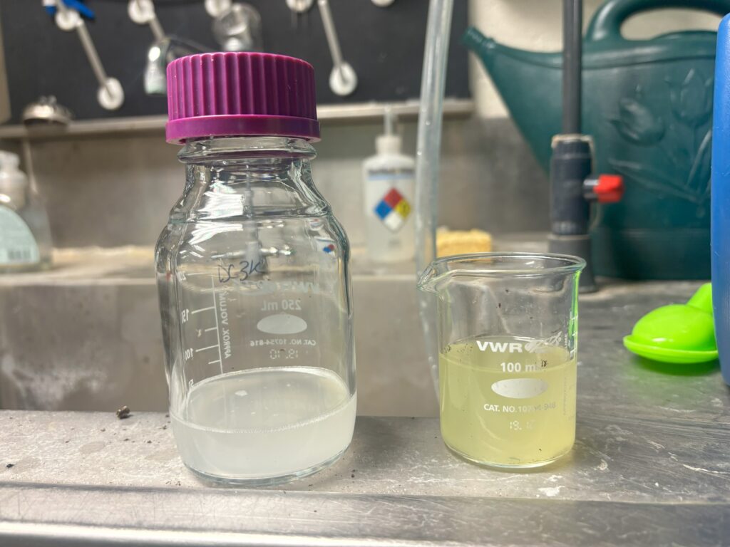 metabolites are stripped from the leaf surface when dipping the leaf into the bacterial suspension