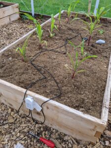 Manoomin mulched Raised Bed with Corn and Sensors Installed