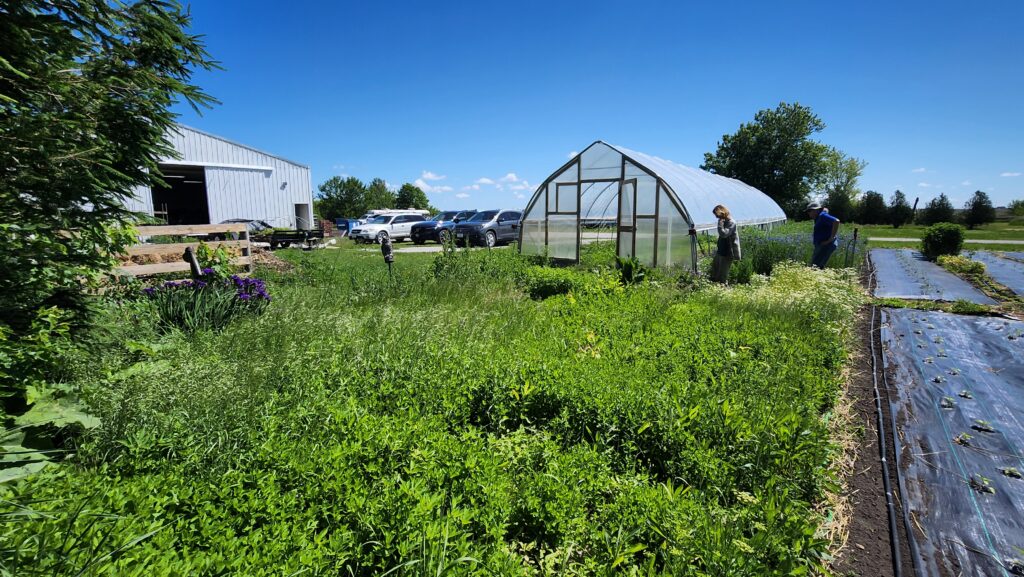 Adjacent patch of herbs and flowers to covered rows of basil and other vegetables companion planted alongside cover crops such as calendula and hairy vetch on Participant D’s farm. A hightunnel/hoophouse containing more crops is seen in the background.