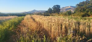 Heritage Grains grown in Southern Oregon as part of WSARE project. 