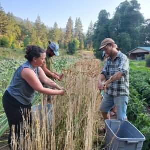 farms harvesting grain during grain farm tour