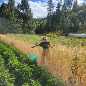 farmer walking near grains with arm out showing height of grains