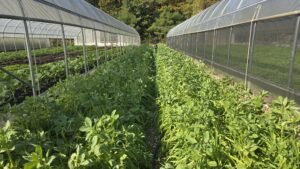 Photo taken by Kevin Allison showing growing veg between high tunnels