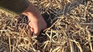 Photo taken by Kevin Allison showing deep mulch method with rich soil beneath