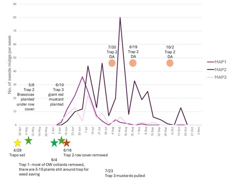 Line graph showing swede midge trap counts at Massachusetts Avenue Project, with purple lines showing different traps, and stars highlighting key dates for setting traps, planting, and using row cover.