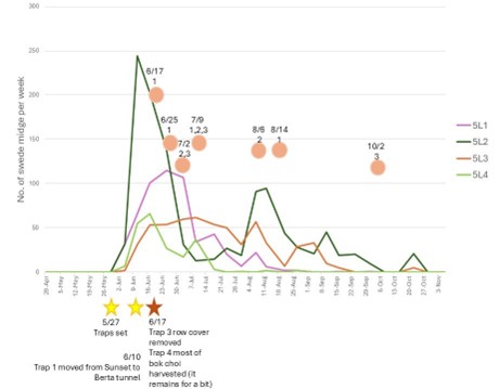 Line graph showing swede midge trap counts at 5 Loaves Farm with different colored lines showing different field trap captures, and stars highlighting trap set, crop planting, and row cover dates.