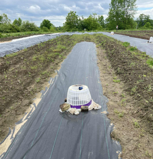 Black landscape fabric on the ground with three laundry basket traps on top, with bare soil between.