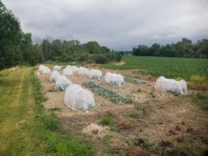 Netted cages set up in a field next to corn and lawn.