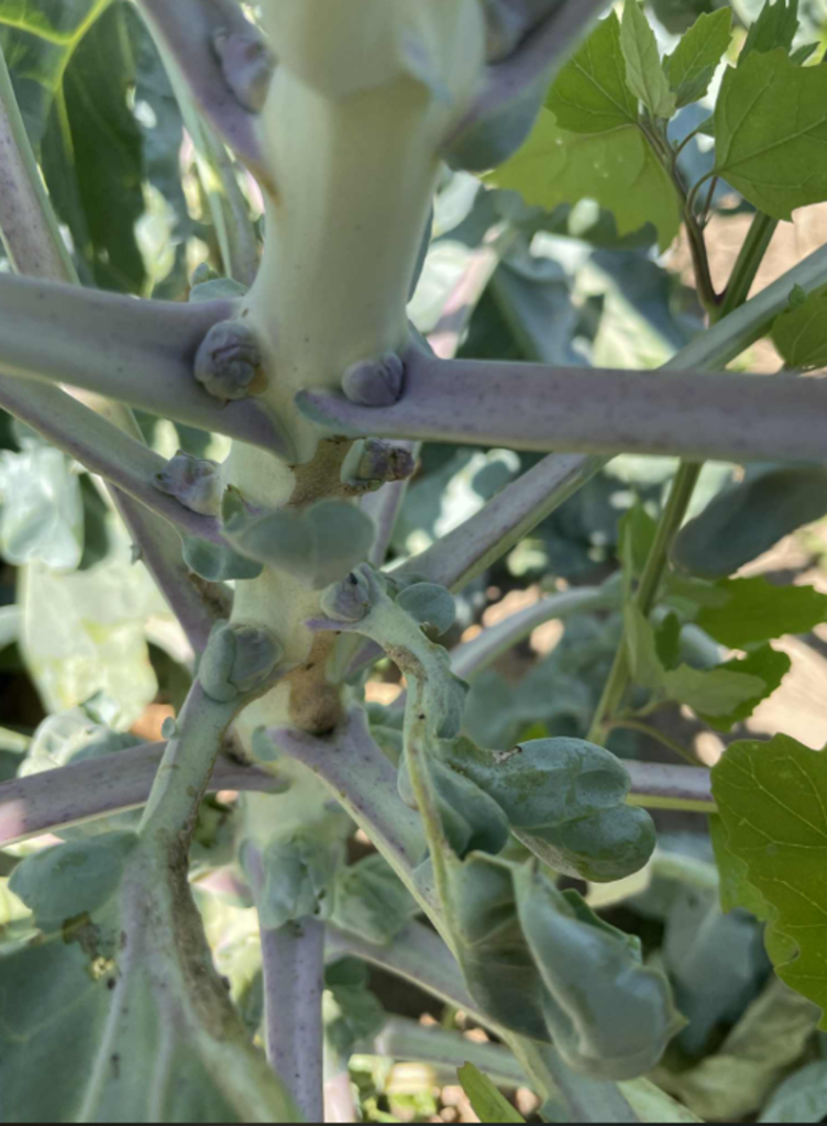 Brussels sprout planting showing healthy sprouts and brown scarring due to swede midge, with weeds in the background.