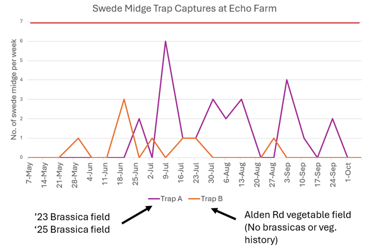 Line graph showing swede midge trap captures at Echo Farm, with the 2025 brassica field captures in purple, and Alden field trap captures in orange, from May 7 through Oct. 1.