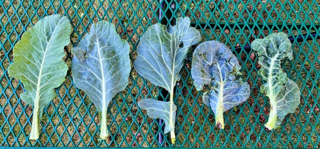 A range of deformity symptoms in green collard leaves placed on a metal grate