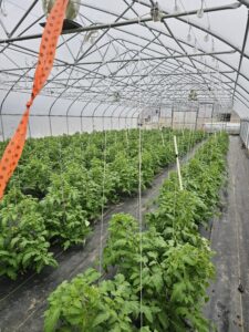 High-tunnel containing tomato; pvc tubes indicate the location of watermark sensors.