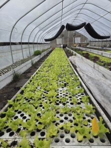 market lettuce trials