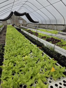 market lettuce trials