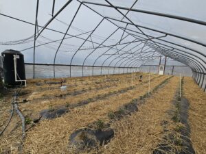 High-tunnel near Middleburg, PA; pvc tubes indicate locations of watermark sensors.