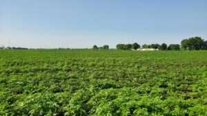 Soybean field with ragweed