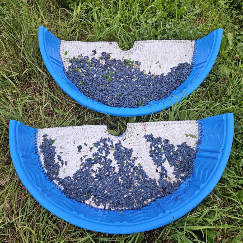 Photo showing honeyberry harvest into modified kiddie pools