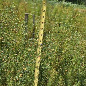 Seed trials Truelove seeds