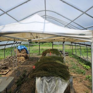 Truelove seeds harvest 2025