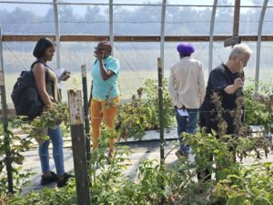 Farmers learning trellis systems for primocane and floricane raspberries.