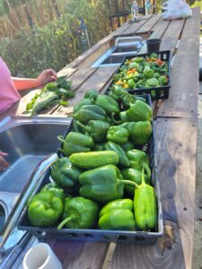 Bell peppers and other produce in wash pack area