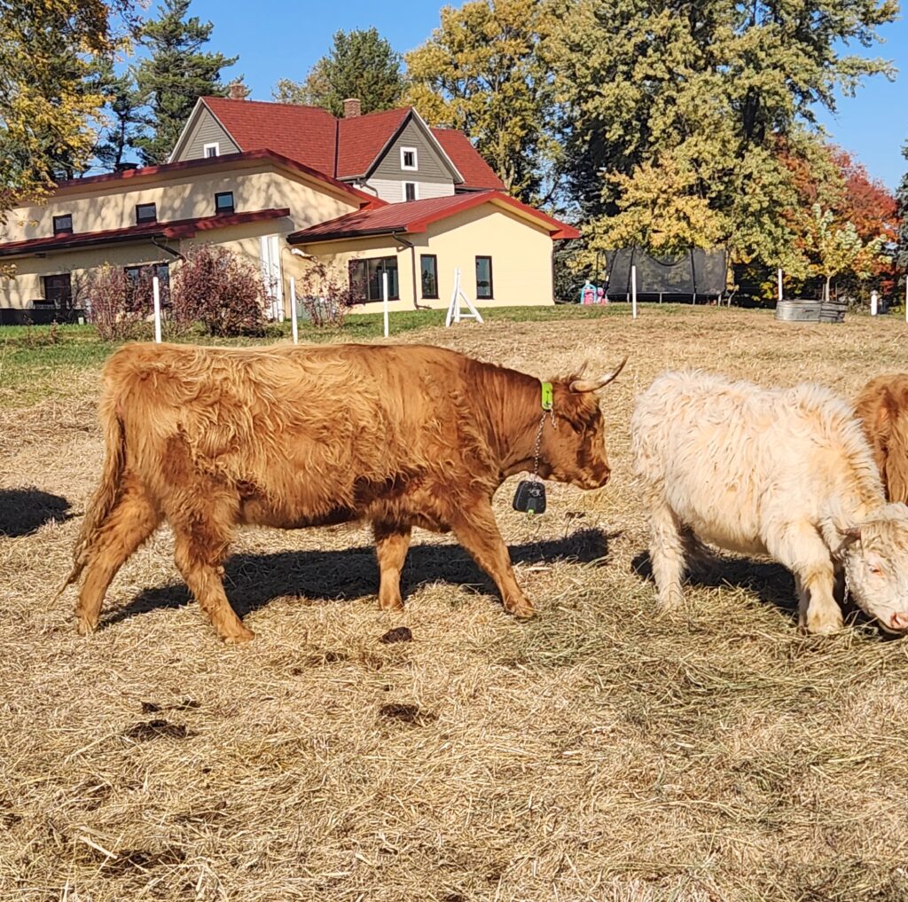  Participant B’s Highland cattle. Left one wearing an invisible fencing GPS collar.
