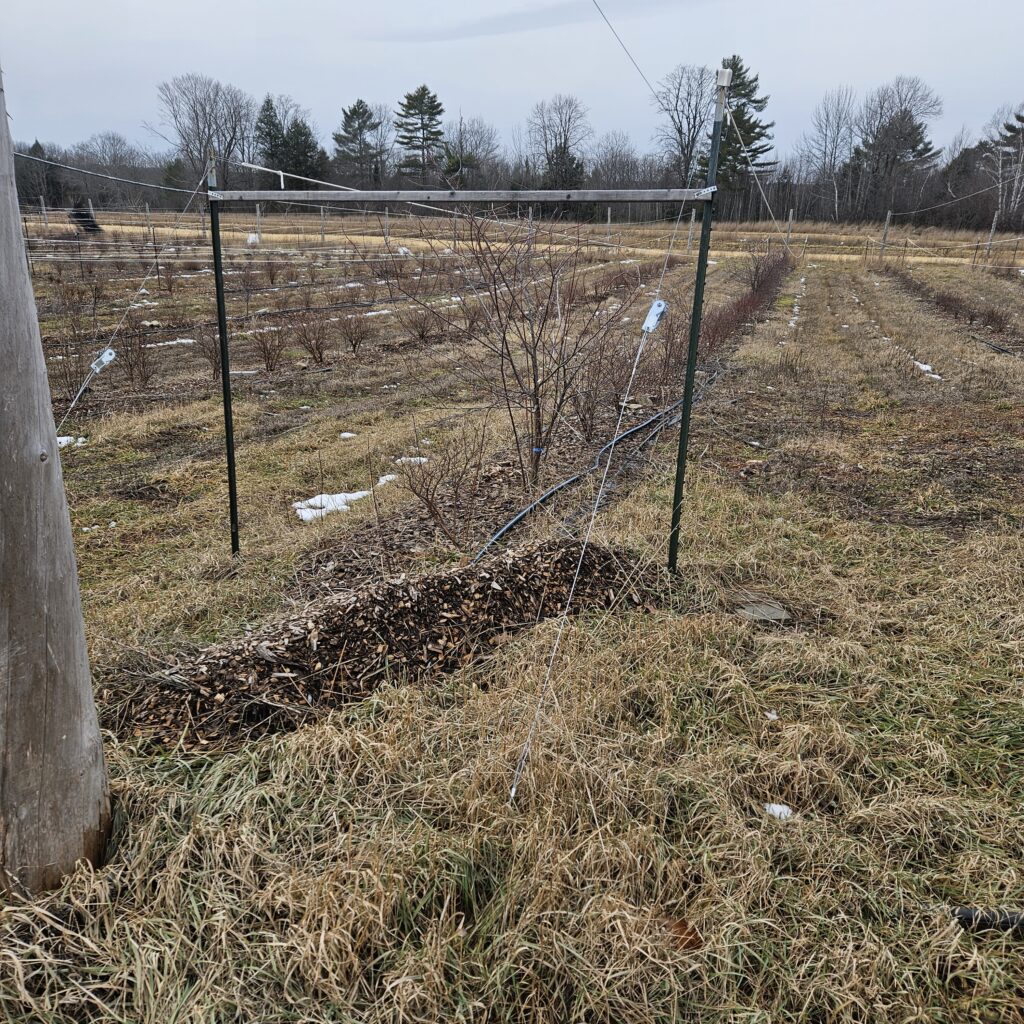 Photo showing new duckbill anchors for secondary line t-posts.