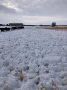 2021 Knuth Site Grazing 2