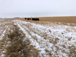 2021 Knuth Site Grazing