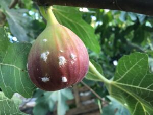 Beautiful Fig infested with Mealy bugs