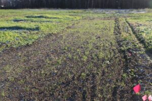 2nd planting (early Sept.) on date of hard frost