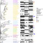 300_phylogenetictree