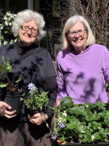 Arlington Native Plants & Edibles
