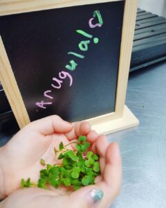 arugula