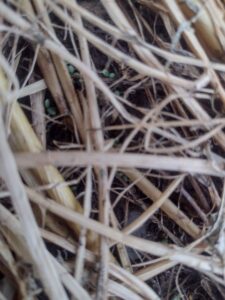 Clover emerging just three days later.