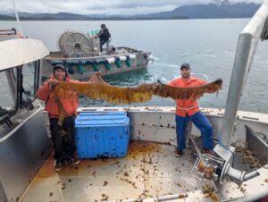 large kelp blade