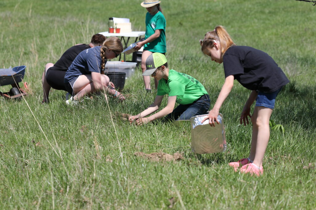 Participants plant wild plum saplings in a pasture