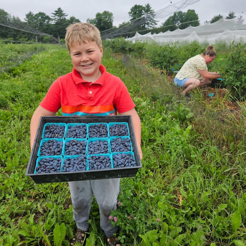 Photo of neighbors helping in the harvest.