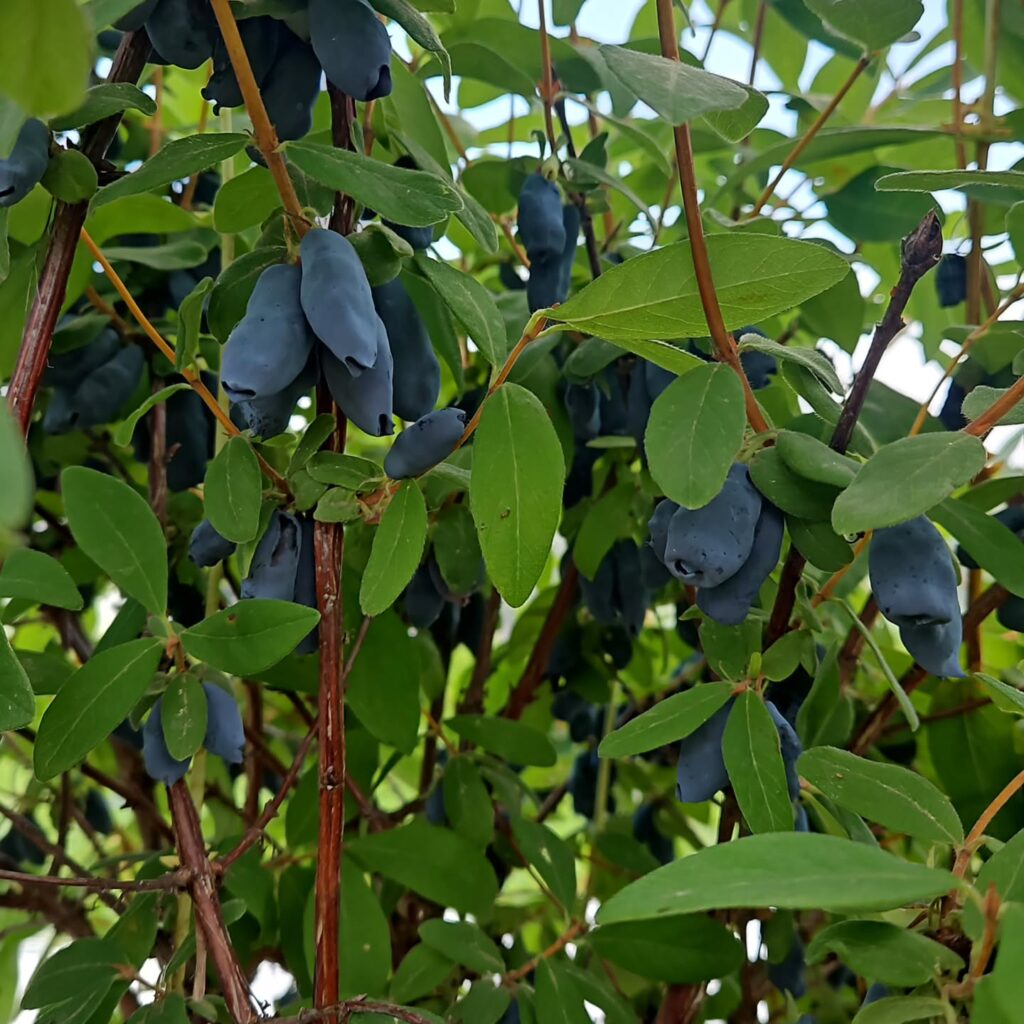 Photo of honeyberries on the bush.
